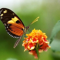 Beauty on orange flower