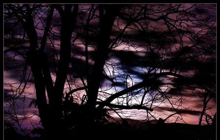 Branches across the moon - sky, moon, colored, tree, branches