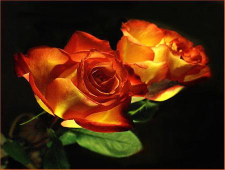 Never ending beauty - bright, beauty, leaves, gold and red roses, black background