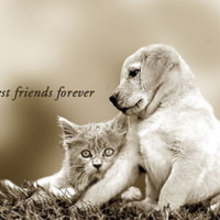 Best Friends Forever