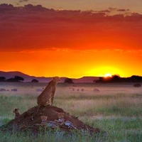 Cheetah sunset