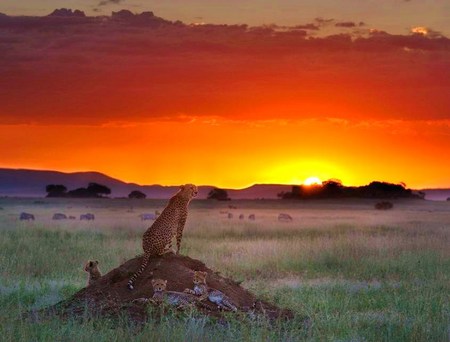 Cheetah sunset - cheetah family, hills, resting, sunset, field, grassland