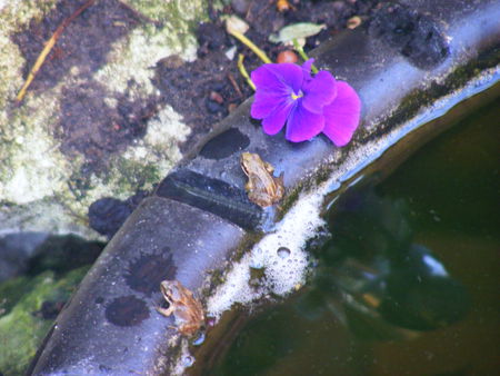 My baby frogs - frogs, water, pond, babies, flower