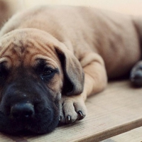 Great Dane Pup