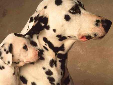 Dalmatian - dog, dalmatian