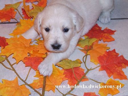 Dog - labrador, lab, dog