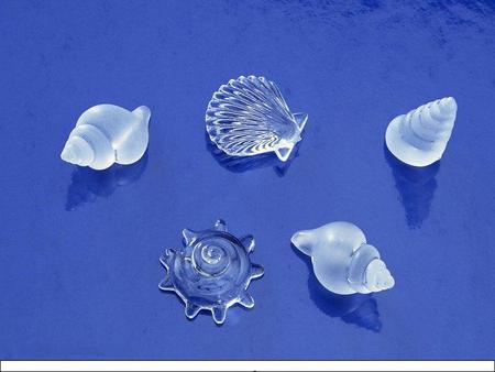 Sea Shells - clear, sea shells, hells, blue