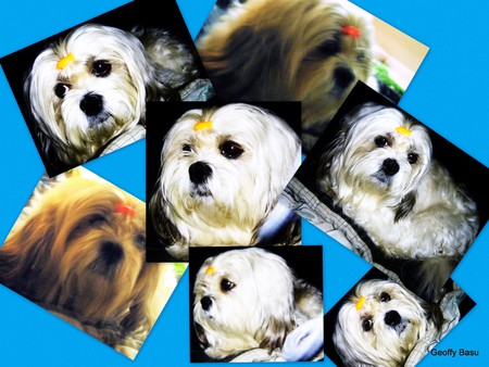 Geoffy's life under flash - pet, animal, funny, cool pictures, cute, dog, lhasa apso