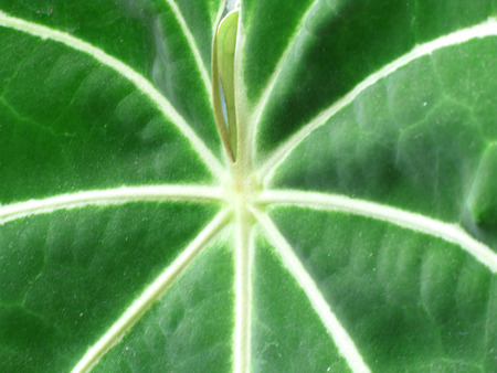 green green leaf - leaf