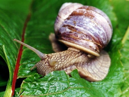 Snail - green, brown, snail