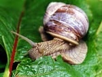 Snail