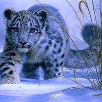 Snow Leopard