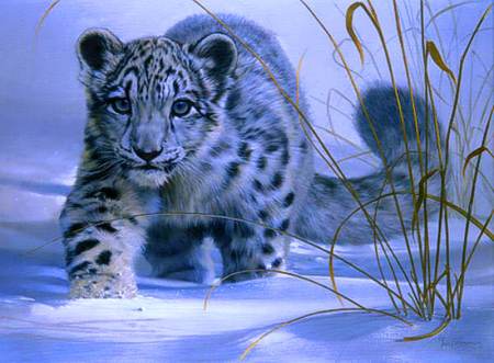 Snow Leopard - leopard, cat, animals, snow