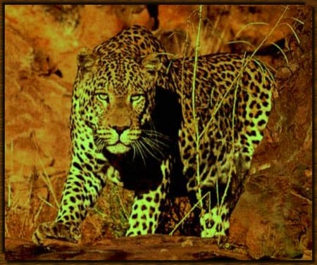 Leopard - leopard, cat, animals