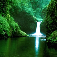 forest waterfall