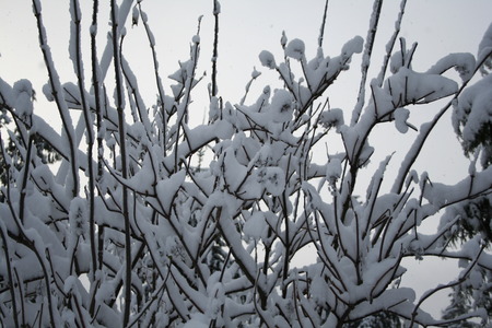 Camano snowtrees. - winter, trees, snow