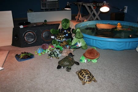 Turtle BD Party