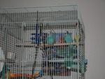 Rehomed Parakeets.