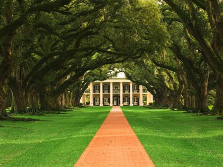 Tree-Path - path, trees, nature, grass, forest