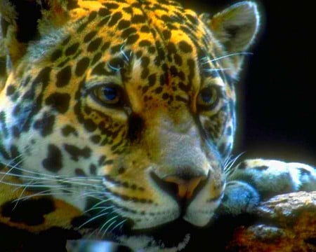 Jaguar - leopard, animals, jaguar