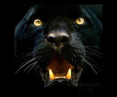 black panther - animals, panther