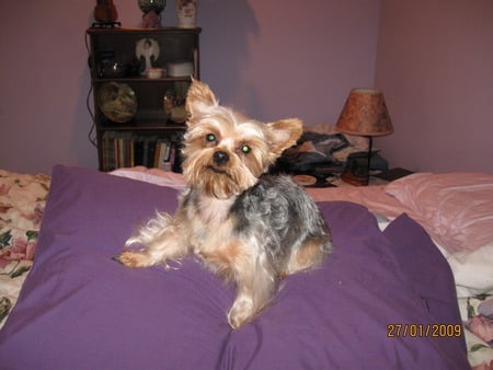 Magan - yorkie, dog