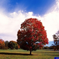 COLOR TREES