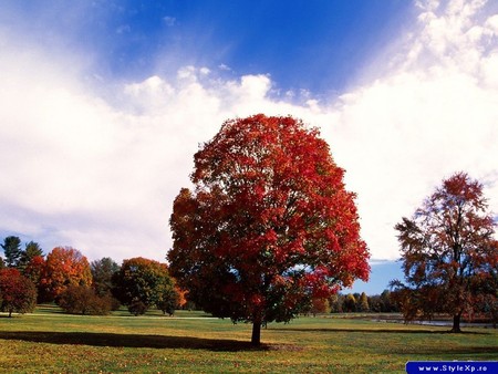 COLOR TREES - trees in colors