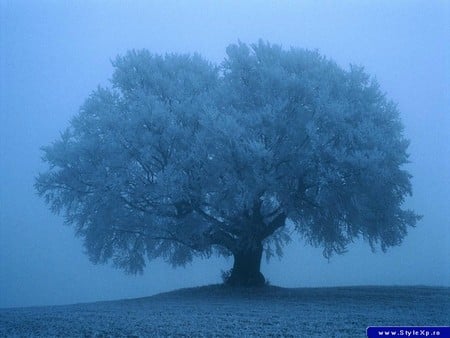 tree in snow - nature