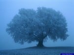 tree in snow