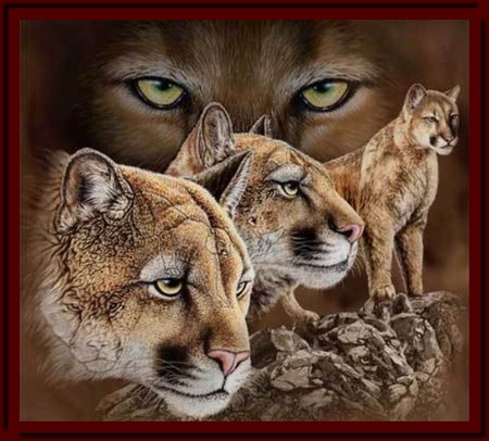 cougars - panther, cougar, animals