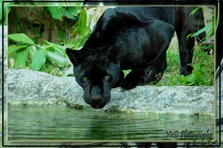 thirsty - jaguar, animals, panther