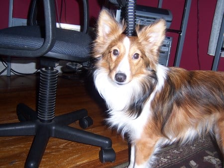 miniature sheltie - cute, puppy, sheltie, beautiful