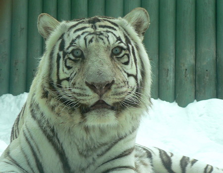 white tiger - tiger, animals