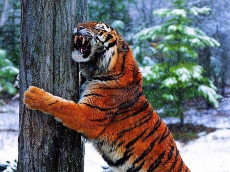 Angry tiger - forest, winter, tiger, animals, scratching, claws, tree, trees, snow