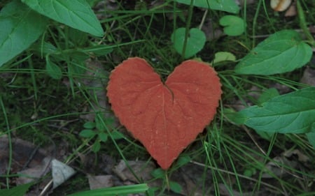 Heart In The Wild - red heart, heart, valentines, valentine, valentines day, leaf, love, heart in the wild