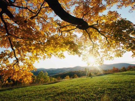 Autum-Leaves - nature, autum, tree, grass