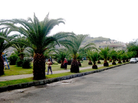 Turkey, Alanya city - palms, nature, alanya, turkey