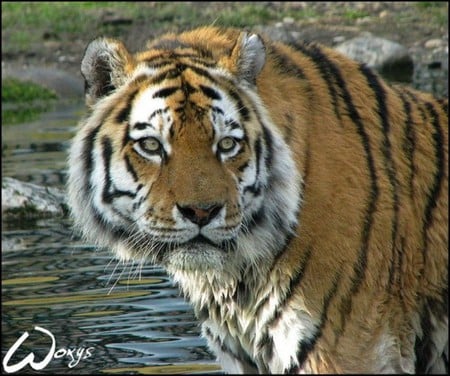 Tiger - water, tiger, strong, swim