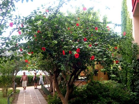 Alanya, Turkey - flowers, turkey, alanya, nature