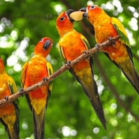 Orange Parrots