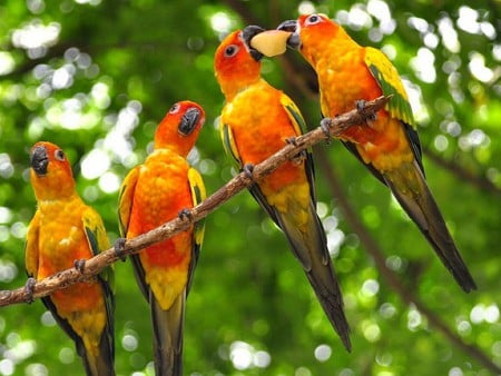 Orange Parrots - parrots, picture, orange, beautiful