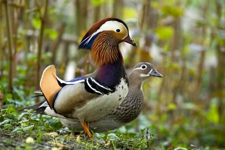 Beautiful Ducks - beautiful, ducks, cool, picture