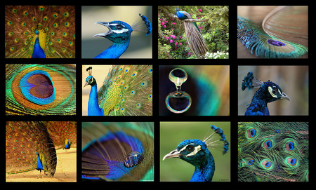 royal bird - peacock, royal, collage, beautiful, feather, bird