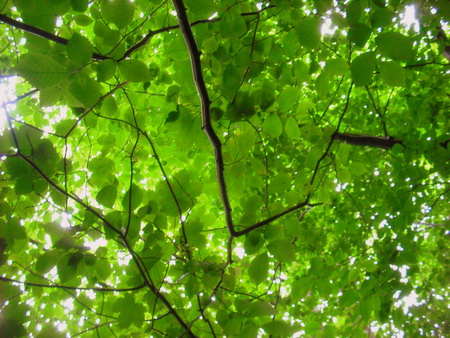 green beach - green, beach, tree, branch