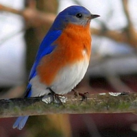 Colorful Bird