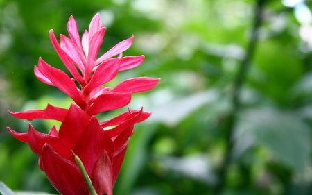 Red Ginger - green, flower, red, ginger