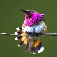 Colorful Bird