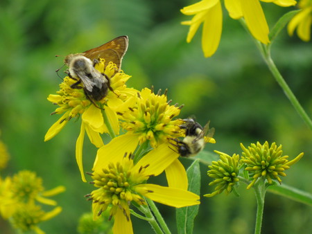 Flowers & Bees - flowers, bees, bath county, nature, va