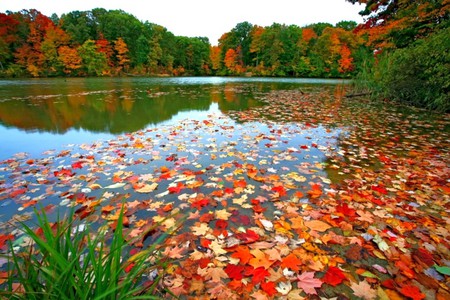 Fall-Leaves - fall, picture, beautiful, colors, leaves